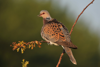 <i class='fa fa-user'></i> Tjballe |   Zomertortel  <i class='fa fa-eye'> 400</i>  <i class='fa fa-thumbs-up'> 28</i>   <i class='fa fa-comment-o'> 9</i>