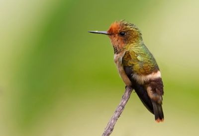 <i class='fa fa-user'></i> charlysax |   Vuurkuifkoketkolibrie  <i class='fa fa-eye'> 165</i>  <i class='fa fa-thumbs-up'> 12</i>   <i class='fa fa-comment-o'> 7</i>