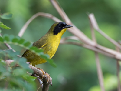 <i class='fa fa-user'></i> Paul van Giersbergen |   Groenkruinmaskerzanger  <i class='fa fa-eye'> 122</i>   <i class='fa fa-comment-o'> 1</i>