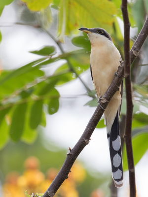 <i class='fa fa-user'></i> Paul van Giersbergen |   Mangrovekoekoek  <i class='fa fa-eye'> 131</i>   <i class='fa fa-comment-o'> 0</i>