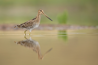 <i class='fa fa-user'></i> thijsglastra |   Watersnip  <i class='fa fa-eye'> 604</i>  <i class='fa fa-thumbs-up'> 37</i>   <i class='fa fa-comment-o'> 21</i>