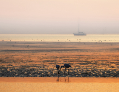 <i class='fa fa-user'></i> corvanspijk |   Lepelaar  <i class='fa fa-eye'> 257</i>  <i class='fa fa-thumbs-up'> 10</i>   <i class='fa fa-comment-o'> 14</i>