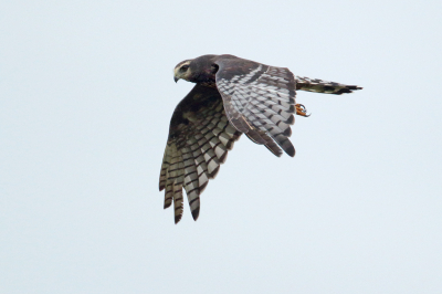 <i class='fa fa-user'></i> Martjan Lammertink |   Buffons Kiekendief  <i class='fa fa-eye'> 251</i>  <i class='fa fa-thumbs-up'> 2</i>   <i class='fa fa-comment-o'> 1</i>