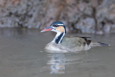 <i class='fa fa-user'></i> Paul van Giersbergen |   Kleine Fuutkoet  <i class='fa fa-eye'> 219</i>  <i class='fa fa-thumbs-up'> 1</i>   <i class='fa fa-comment-o'> 4</i>