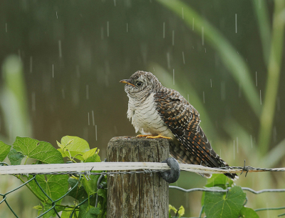 jonge koekoek in de regen te wachten op voedsel van de pleegouder in dit geval een kleine karekiet