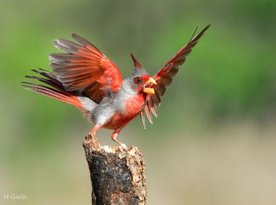 This is a male Pyrrhuloxia.  They are primarily a Mexican bird and exist in the U.S. along the border in Texas, New Mexico, and Arizona.  The Pyrrhuloxia is a cousin to the Cardinal and some people call it the Mexican Cardinal.  The male Pyrrhuloxia is a strikingly beautiful bird.