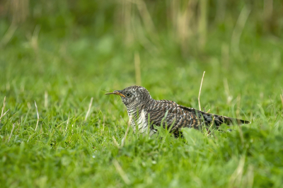 koekoek pakt een langpootmug vanaf het gras na eerst een paar keer gevoerd te zijn door de waardvogel (kleine kar)