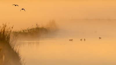 <i class='fa fa-user'></i> Conny Schotanus |   Wilde Eend  <i class='fa fa-eye'> 415</i>  <i class='fa fa-thumbs-up'> 26</i>   <i class='fa fa-comment-o'> 16</i>