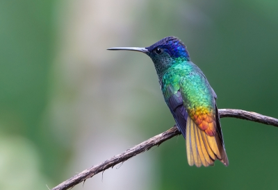 <i class='fa fa-user'></i> charlysax |   Bronsstaartsaffierkolibrie  <i class='fa fa-eye'> 182</i>  <i class='fa fa-thumbs-up'> 12</i>   <i class='fa fa-comment-o'> 6</i>