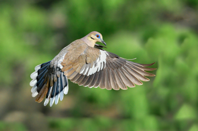 In the U.S., White-winged Doves are located primarily in Texas and along the Mexican border in the southwest portion of the U.S.  They're difficult of photograph because they never seem to go the same place twice.  Their eyes are one of the prettiest out there.