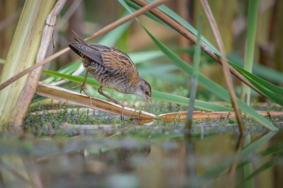 <i class='fa fa-user'></i> Hans Overduin |   Klein Waterhoen  <i class='fa fa-eye'> 430</i>  <i class='fa fa-thumbs-up'> 24</i>   <i class='fa fa-comment-o'> 14</i>