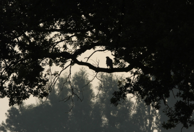 Deze Buizerd zat op een ideale plek om er iets leuks mee te doen: tegenlicht en lekker vrij op die tak. Ik kon dusdanig manoeuvreren dat ook de bomen in de achtergrond mooi de lijn volgden van de donkere takken op de voorgrond. Als dan de Buizerd even opzij kijkt voor een leuk profiel en als hij dan ook nog een gevangen muis in zijn rechter klauw heeft dan behoeft zo'n foto in mijn ogen nog maar n bewerking.....