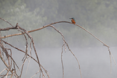 <i class='fa fa-user'></i> Gejo Wassink |   IJsvogel  <i class='fa fa-eye'> 293</i>  <i class='fa fa-thumbs-up'> 6</i>   <i class='fa fa-comment-o'> 11</i>