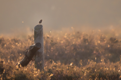 <i class='fa fa-user'></i> Vincent Vuik |   Roodborsttapuit  <i class='fa fa-eye'> 499</i>  <i class='fa fa-thumbs-up'> 13</i>   <i class='fa fa-comment-o'> 16</i>