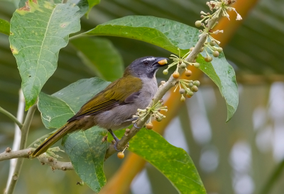 <i class='fa fa-user'></i> charlysax |   Bontkeelsaltator  <i class='fa fa-eye'> 57</i>  <i class='fa fa-thumbs-up'> 2</i>   <i class='fa fa-comment-o'> 0</i>