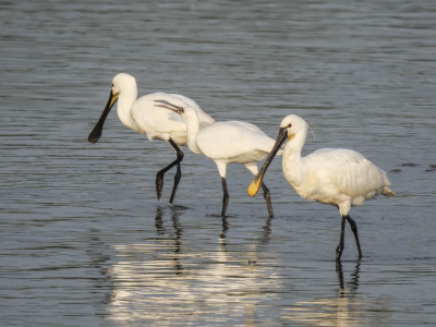 Lepelaar Family druk met eten vroeg in ochtend bij het plassen