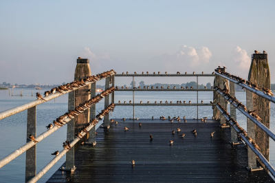 <i class='fa fa-user'></i> jacolienl |   Oeverzwaluw  <i class='fa fa-eye'> 321</i>  <i class='fa fa-thumbs-up'> 18</i>   <i class='fa fa-comment-o'> 11</i>