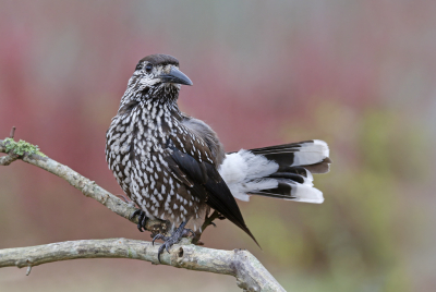 <i class='fa fa-user'></i> Gejo Wassink |   Notenkraker  <i class='fa fa-eye'> 383</i>  <i class='fa fa-thumbs-up'> 12</i>   <i class='fa fa-comment-o'> 11</i>