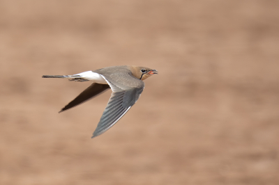 <i class='fa fa-user'></i> pjvantuil |   Vorkstaartplevier  <i class='fa fa-eye'> 317</i>  <i class='fa fa-thumbs-up'> 25</i>   <i class='fa fa-comment-o'> 11</i>