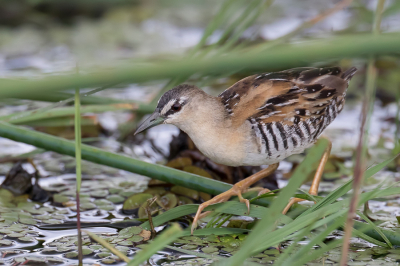 <i class='fa fa-user'></i> Paul van Giersbergen |   Geelbuikporseleinhoen  <i class='fa fa-eye'> 204</i>  <i class='fa fa-thumbs-up'> 6</i>   <i class='fa fa-comment-o'> 3</i>
