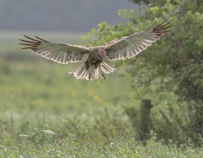 <i class='fa fa-user'></i> Fred |   Bruine Kiekendief  <i class='fa fa-eye'> 293</i>  <i class='fa fa-thumbs-up'> 8</i>   <i class='fa fa-comment-o'> 4</i>