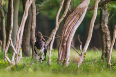 <i class='fa fa-user'></i> Hans Overduin |   Zwarte Ooievaar  <i class='fa fa-eye'> 304</i>  <i class='fa fa-thumbs-up'> 15</i>   <i class='fa fa-comment-o'> 11</i>