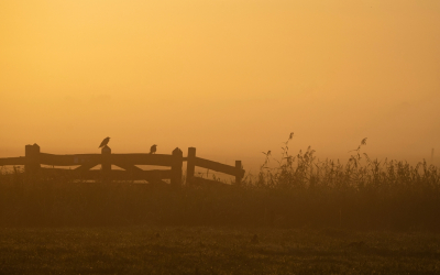 <i class='fa fa-user'></i> Ruud Scherpenisse |   Zwarte Kraai  <i class='fa fa-eye'> 240</i>  <i class='fa fa-thumbs-up'> 6</i>   <i class='fa fa-comment-o'> 13</i>