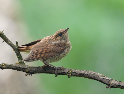 <i class='fa fa-user'></i> Jurgen Maassen |   Nachtegaal  <i class='fa fa-eye'> 273</i>  <i class='fa fa-thumbs-up'> 4</i>   <i class='fa fa-comment-o'> 11</i>