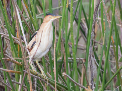 <i class='fa fa-user'></i> Paul van Giersbergen |   Amerikaanse Woudaap  <i class='fa fa-eye'> 196</i>   <i class='fa fa-comment-o'> 1</i>