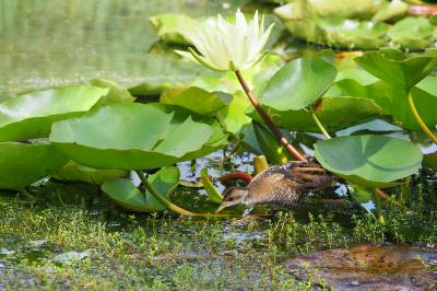 <i class='fa fa-user'></i> corvanspijk |   Klein Waterhoen  <i class='fa fa-eye'> 257</i>  <i class='fa fa-thumbs-up'> 4</i>   <i class='fa fa-comment-o'> 4</i>