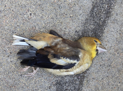<i class='fa fa-user'></i> sieb | Appelvink  <i class='fa fa-eye'> 145</i>   <i class='fa fa-comment-o'> 0</i>
