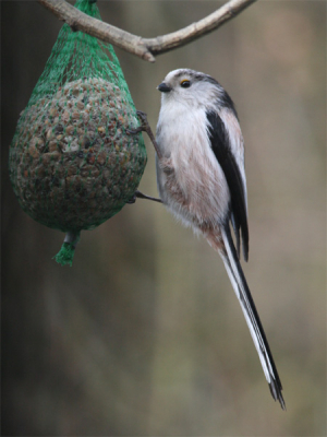 Bleef zo'n minuut hangen aan de vetbol. Ik kon hem staand achter een muurtje van binnenuit fotograferen. Toen ie me zag was ie weg!
210 mm 1/400 f6.3 400 iso