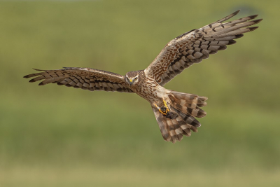 <i class='fa fa-user'></i> Jan P |   Grauwe Kiekendief  <i class='fa fa-eye'> 350</i>  <i class='fa fa-thumbs-up'> 19</i>   <i class='fa fa-comment-o'> 10</i>