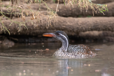 <i class='fa fa-user'></i> pjvantuil |   Watertrapper  <i class='fa fa-eye'> 214</i>  <i class='fa fa-thumbs-up'> 6</i>   <i class='fa fa-comment-o'> 3</i>