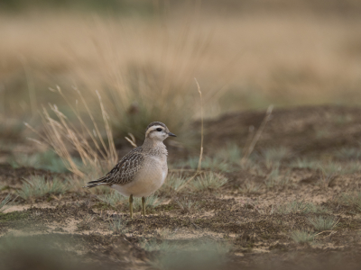 <i class='fa fa-user'></i> Gert-Jan Cromwijk |   Morinelplevier  <i class='fa fa-eye'> 407</i>  <i class='fa fa-thumbs-up'> 26</i>   <i class='fa fa-comment-o'> 15</i>