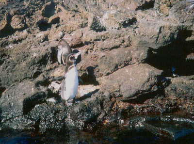Kwalitatief geen hoogstandje, maar de pingun soort is beslist bijzonder. De Galpagos pingun is een van de kleinste pinguns en wordt het meest noordelijk gevonden (hier op de evenaar!). Hij is nauw verwant aan de grotere Humboldt pingun die langs de kusten van Peru en Chili voorkomt. Op de Galapagos komt hij bijna uitsluitend voor langs de kustlijn van twee eilanden (Fernandina en Isabela) die niet of nauwelijks bezocht worden. Op BP staat dan ook nog geen foto van deze pigun soort.
Scan van foto van dia.