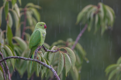 <i class='fa fa-user'></i> Hans Overduin |   Halsbandparkiet  <i class='fa fa-eye'> 237</i>  <i class='fa fa-thumbs-up'> 15</i>   <i class='fa fa-comment-o'> 12</i>