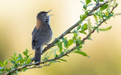 <i class='fa fa-user'></i> Theo Jacobs |   Snor  <i class='fa fa-eye'> 280</i>  <i class='fa fa-thumbs-up'> 15</i>   <i class='fa fa-comment-o'> 7</i>