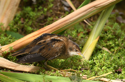 <i class='fa fa-user'></i> Eric Gibcus |   Klein Waterhoen  <i class='fa fa-eye'> 294</i>   <i class='fa fa-comment-o'> 12</i>