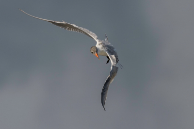 <i class='fa fa-user'></i> LubbertBoersma |   Reuzenstern  <i class='fa fa-eye'> 269</i>  <i class='fa fa-thumbs-up'> 14</i>   <i class='fa fa-comment-o'> 5</i>