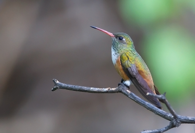 <i class='fa fa-user'></i> charlysax |   Lessons Amazilia  <i class='fa fa-eye'> 141</i>  <i class='fa fa-thumbs-up'> 13</i>   <i class='fa fa-comment-o'> 7</i>