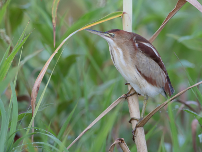 <i class='fa fa-user'></i> Paul van Giersbergen |   Amerikaanse Woudaap  <i class='fa fa-eye'> 152</i>  <i class='fa fa-thumbs-up'> 4</i>   <i class='fa fa-comment-o'> 0</i>