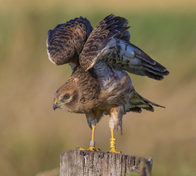 <i class='fa fa-user'></i> Robert Westerhof |   Grauwe Kiekendief  <i class='fa fa-eye'> 286</i>  <i class='fa fa-thumbs-up'> 17</i>   <i class='fa fa-comment-o'> 12</i>