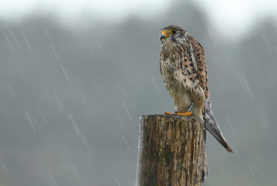 <i class='fa fa-user'></i> Eric Gibcus |   Torenvalk  <i class='fa fa-eye'> 219</i>  <i class='fa fa-thumbs-up'> 5</i>   <i class='fa fa-comment-o'> 7</i>