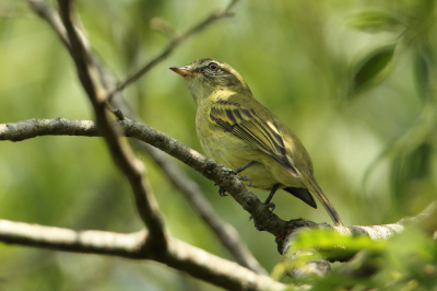 <i class='fa fa-user'></i> Martjan Lammertink |   Ruigpootvliegenpikker  <i class='fa fa-eye'> 124</i>   <i class='fa fa-comment-o'> 3</i>