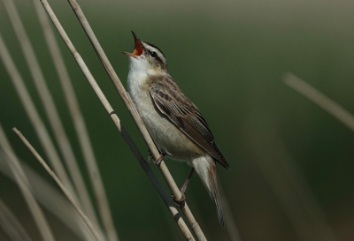 Mijn eerste foto op birdpix.
Ooit eens ingelogd, maar nooit wat geplaatst.
Ik was zo dom om zowel gebruikersnaam als wachtwoord te vergeten, maar gelukkig heeft Marcel mij geholpen!

Inmiddels ook wel fanatieke vogellaar geworden, en de plaatjes lukken (denk ik) ook steeds beter.
Deze rietzanger is mijn persoonlijke favouriet, en daarom vind ik het leuk om deze als eerste te plaatsen.
Hij is genomen bij het Uitgeestermeer, op loopafstand van mijn huis.