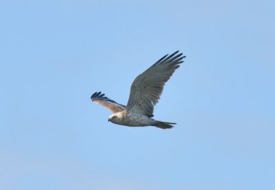 Ik fotografeer voor te identificeren. Het was een zonnige dag. Ik plaats de foto om informatie te delen over de vogelsoort, plaats van waarneming en de fotografie techniek.