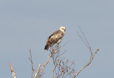 Ik fotografeer voor te identificeren. Het was een zonnige dag. Ik plaats de foto om informatie te delen over de vogelsoort, plaats van waarneming en de fotografie techniek.