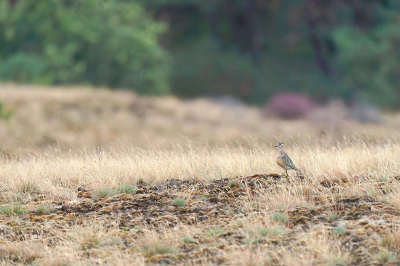 <i class='fa fa-user'></i> Lesley van Loo |   Morinelplevier  <i class='fa fa-eye'> 245</i>  <i class='fa fa-thumbs-up'> 9</i>   <i class='fa fa-comment-o'> 11</i>