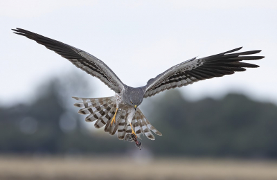 <i class='fa fa-user'></i> Jan P |   Grauwe Kiekendief  <i class='fa fa-eye'> 253</i>  <i class='fa fa-thumbs-up'> 6</i>   <i class='fa fa-comment-o'> 4</i>